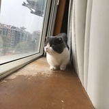 拉布拉东