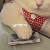 不吃折耳根