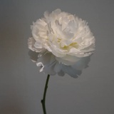 阿林