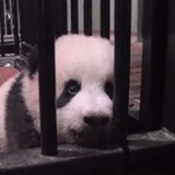 苗条的熊