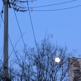 王橙绿