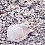 野马踏春生