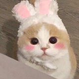 猫猫狗狗可爱捏