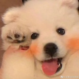 陈绮贞