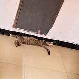 小区流浪的咪咪