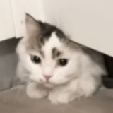没事哒没事哒