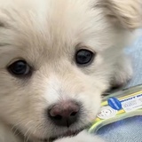 彩虹鲫鱼小队