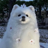 湾镇蝴蝶