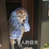 一只鸽子精
