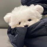 虾仁小云吞🍤