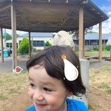 芝士分子