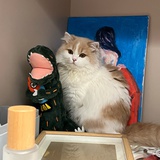 别想抢走我的猫