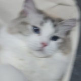 跑路预备役