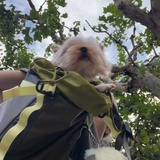 行街街