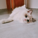 夏目的猫咪老师