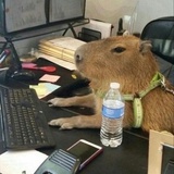capybara（懒门