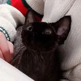 perper