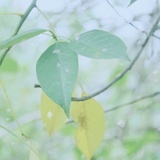 云间明月