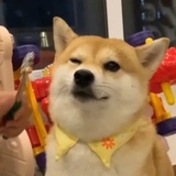 广字号猎豹