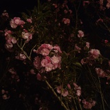夜垂海棠