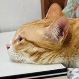 闹（冬眠中）