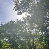 雾