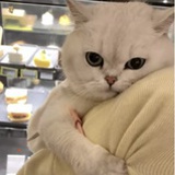 蓝i