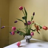 grandiflora