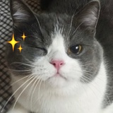 另一坨鼠´･ᴗ･`