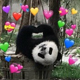 樱桃老犊子