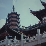 帽翅1981