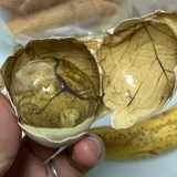蛋腚