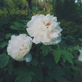 夏小西