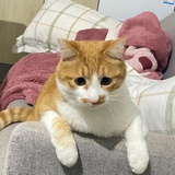 二手辣条子