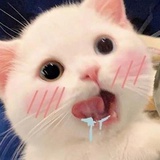 八鸽