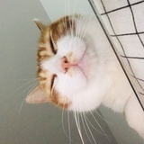 萌虎逗铃铛