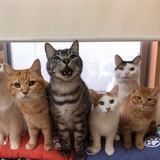 法拉第常数