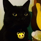 黑猫夜猫