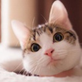美短猫嘴角红红的是口角炎吗 小组讨论 豆瓣