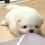 邢克垒