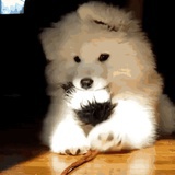 惶然录