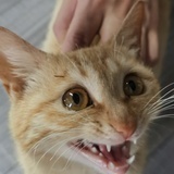 了付