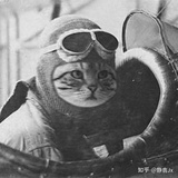 渡己
