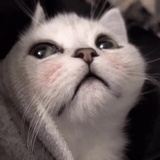 有点可奈