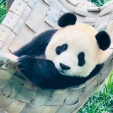 瑶姬