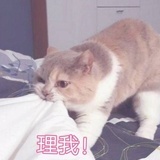 阿晶晶