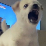 小狗好吃好喝