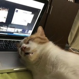 苞那个苞