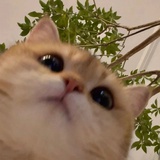 山月
