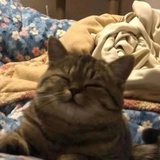 老酒馆的猫